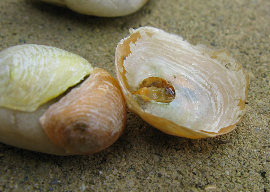 Figure 1: Yellow and orange Anomia adherent on a beach stone and Anomia with inner valve attached