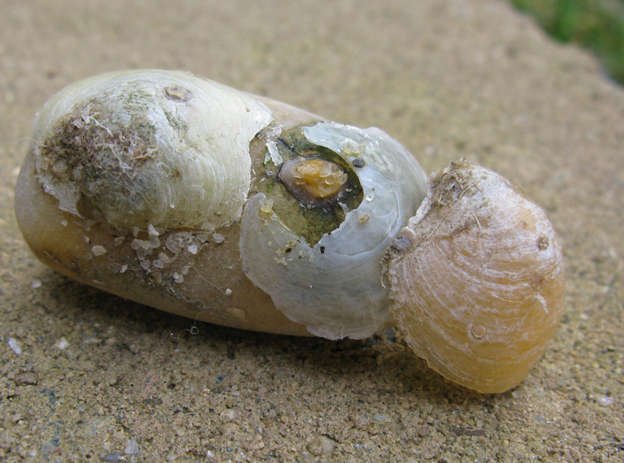 Figure 2: Two Anomia adherent on a beachstone. The orange upper valve has detached revealing the lower valve and the adherent mollusk.