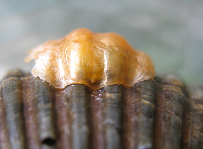 orange jingle shell adhereing on scallop and assuming rippled structure