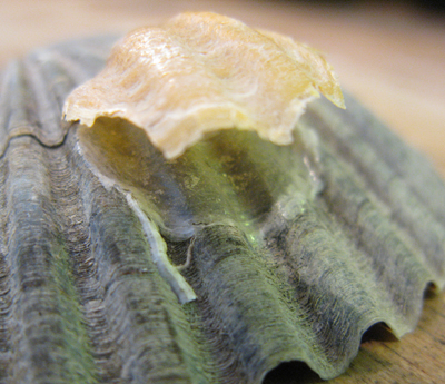 both jingle shell valves are rippled