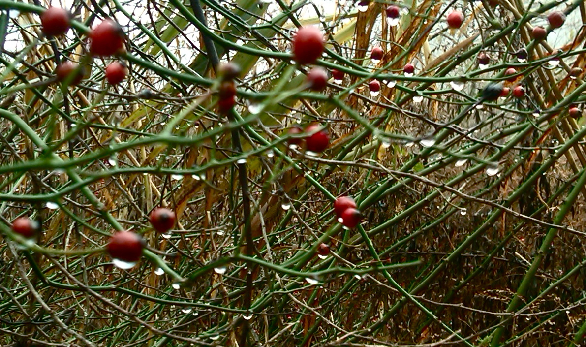 Red Rose Hip and Raindrop Sparkles
