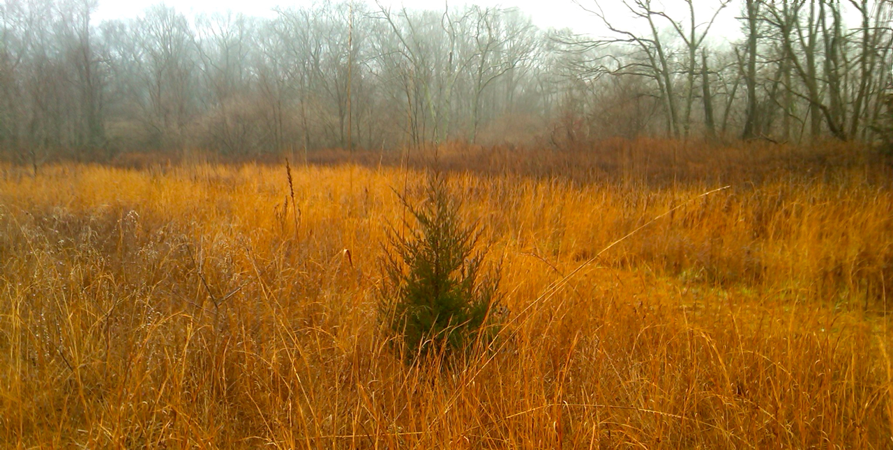 Christmas Tree "in the rough"