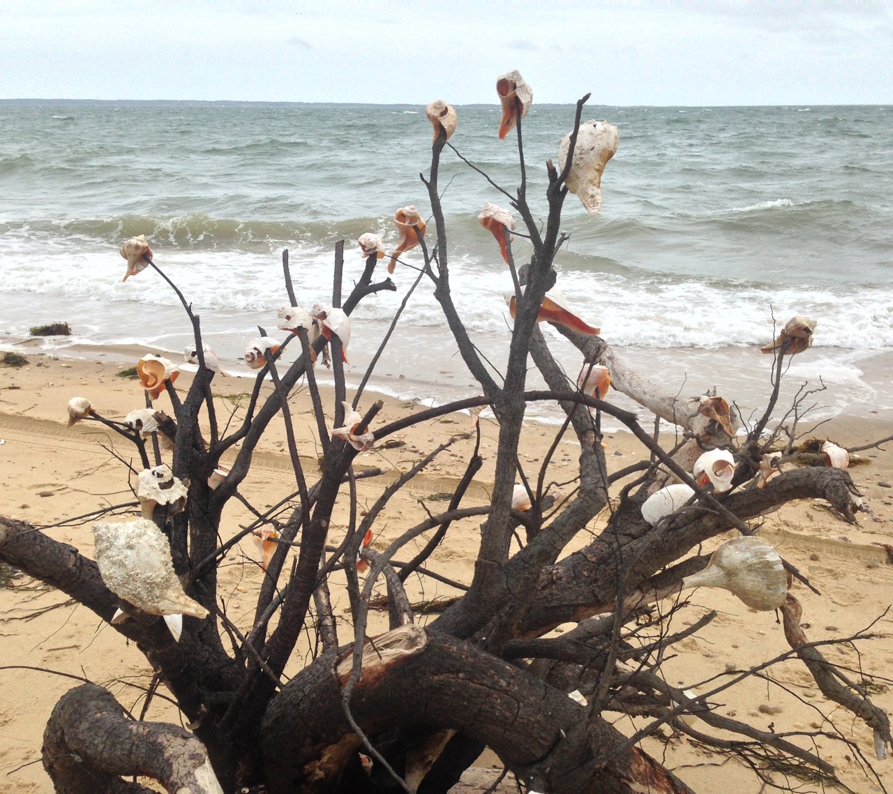 Decorated Roots (East Hampton NY)