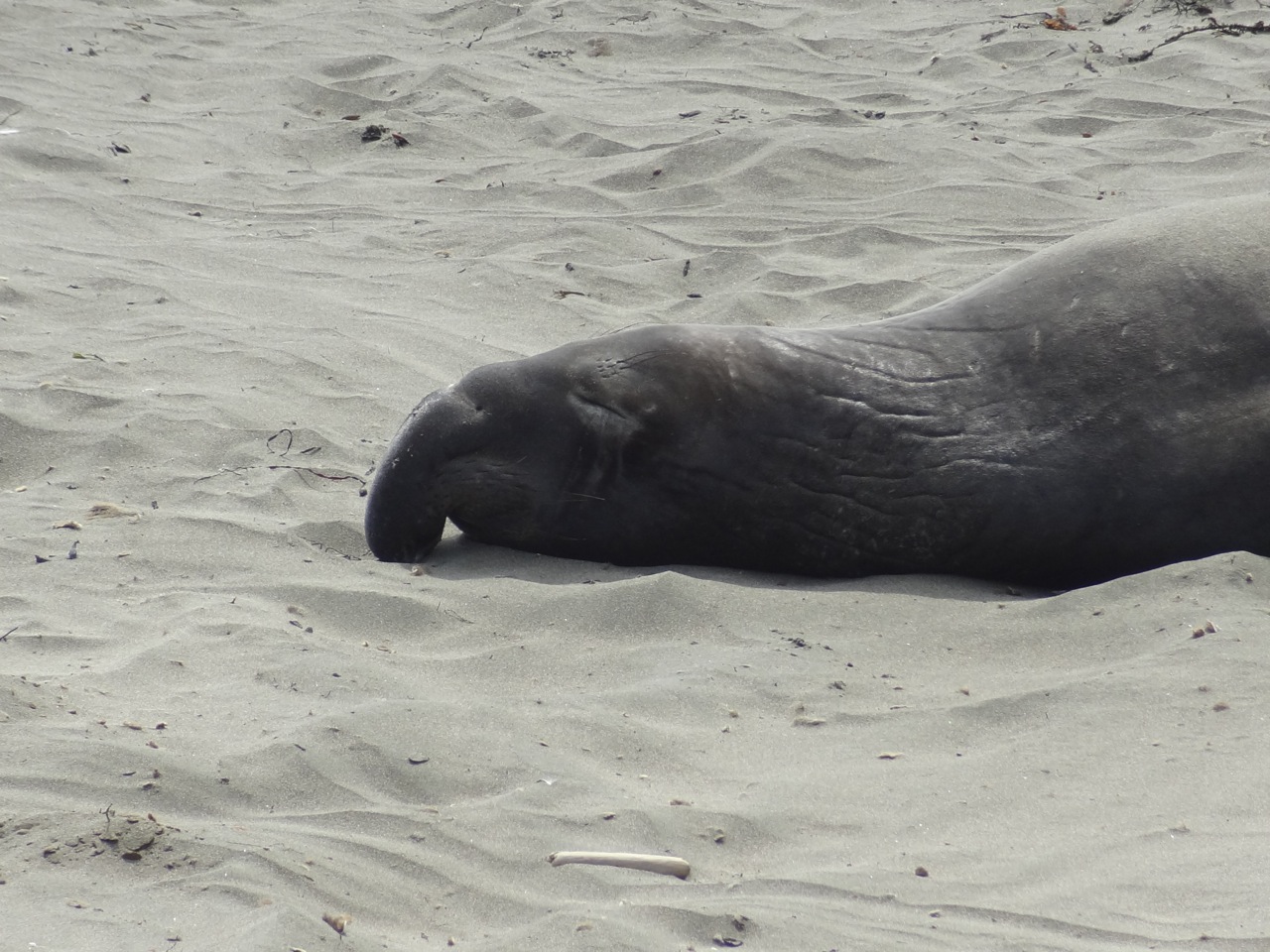 Elephant Seal, Big Sur (CA)  Art?  Why not?