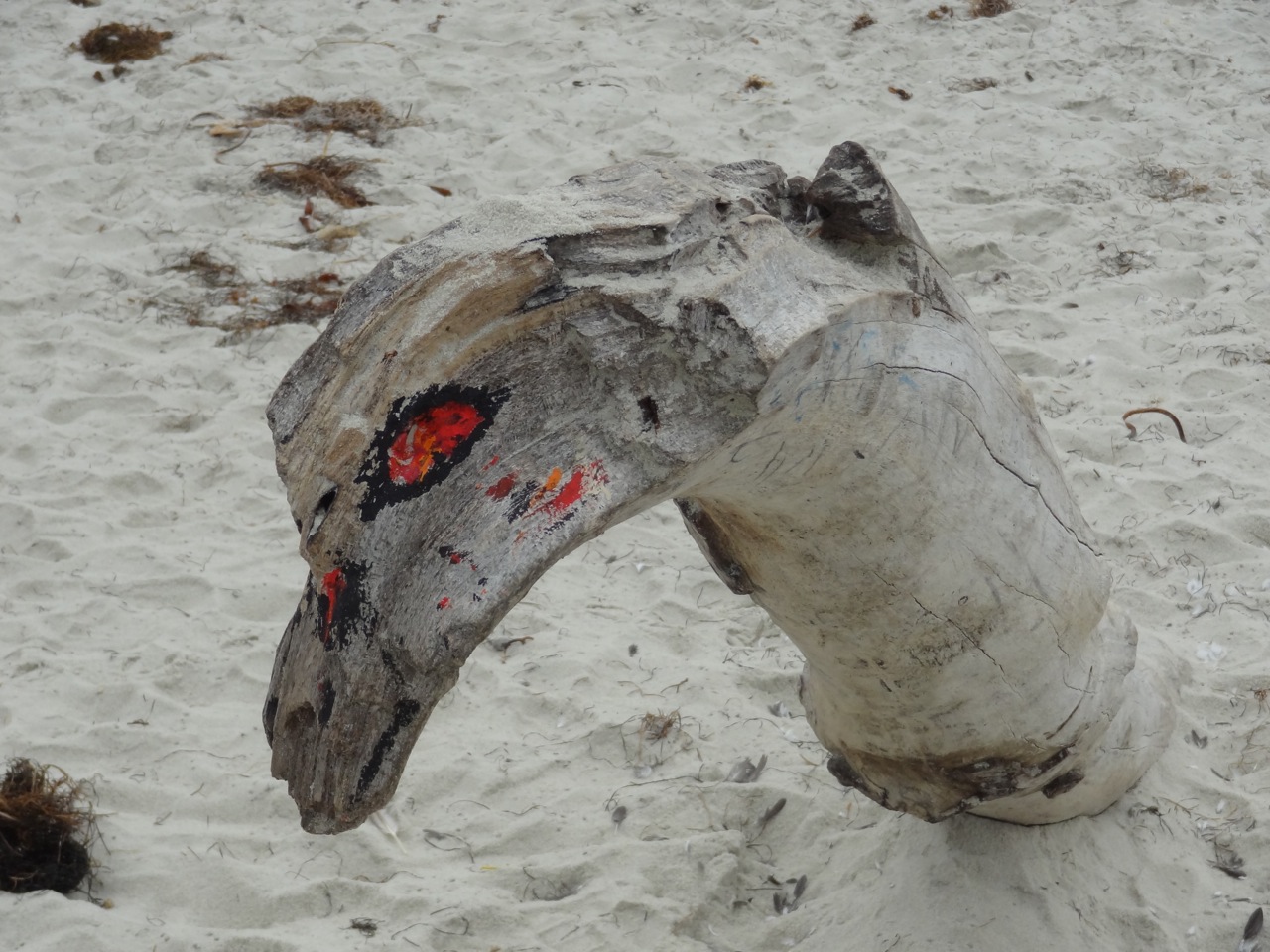 Beach Dragon (Arcata CA)