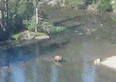 G Bear close up_5615