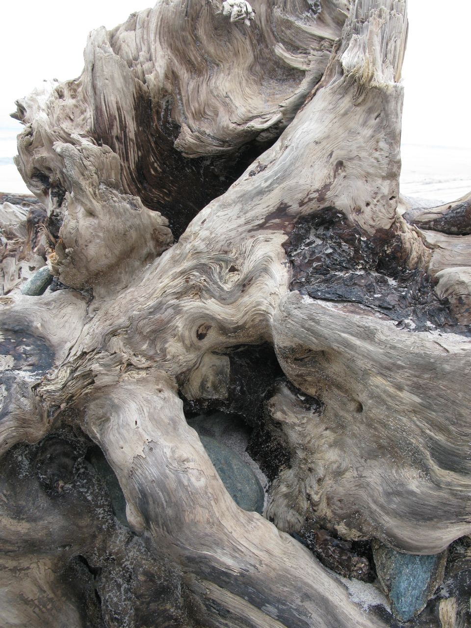 IMG_1745 large root of a tree