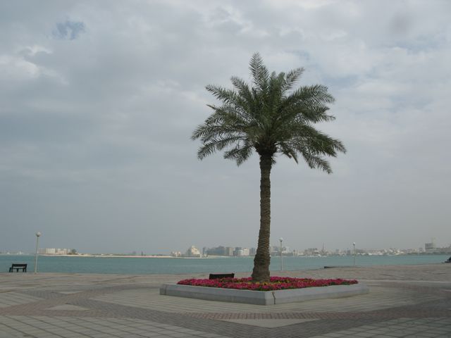 Palm tree on the Corniche, Museum in the distant background
