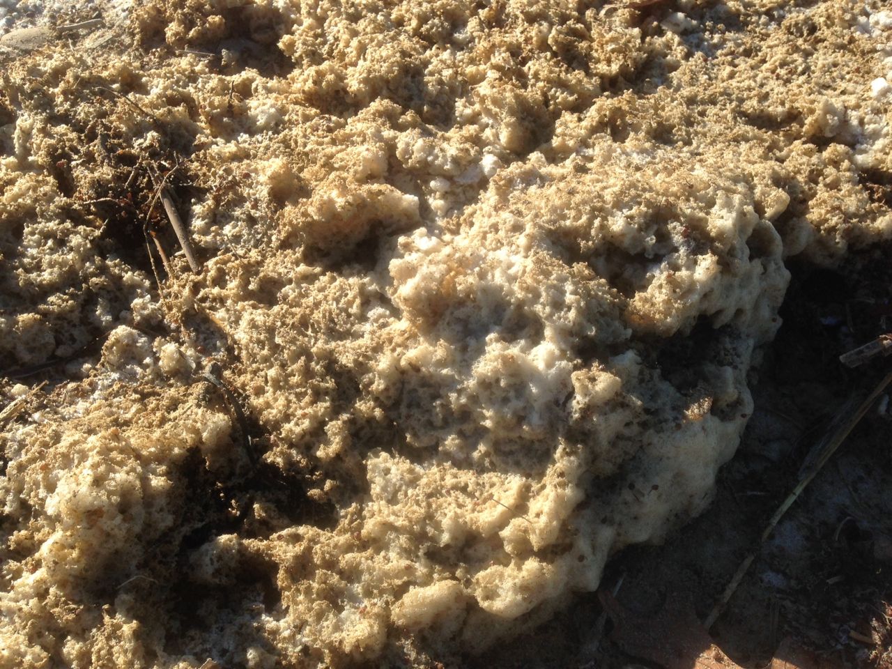 frozen seaweed (yum)