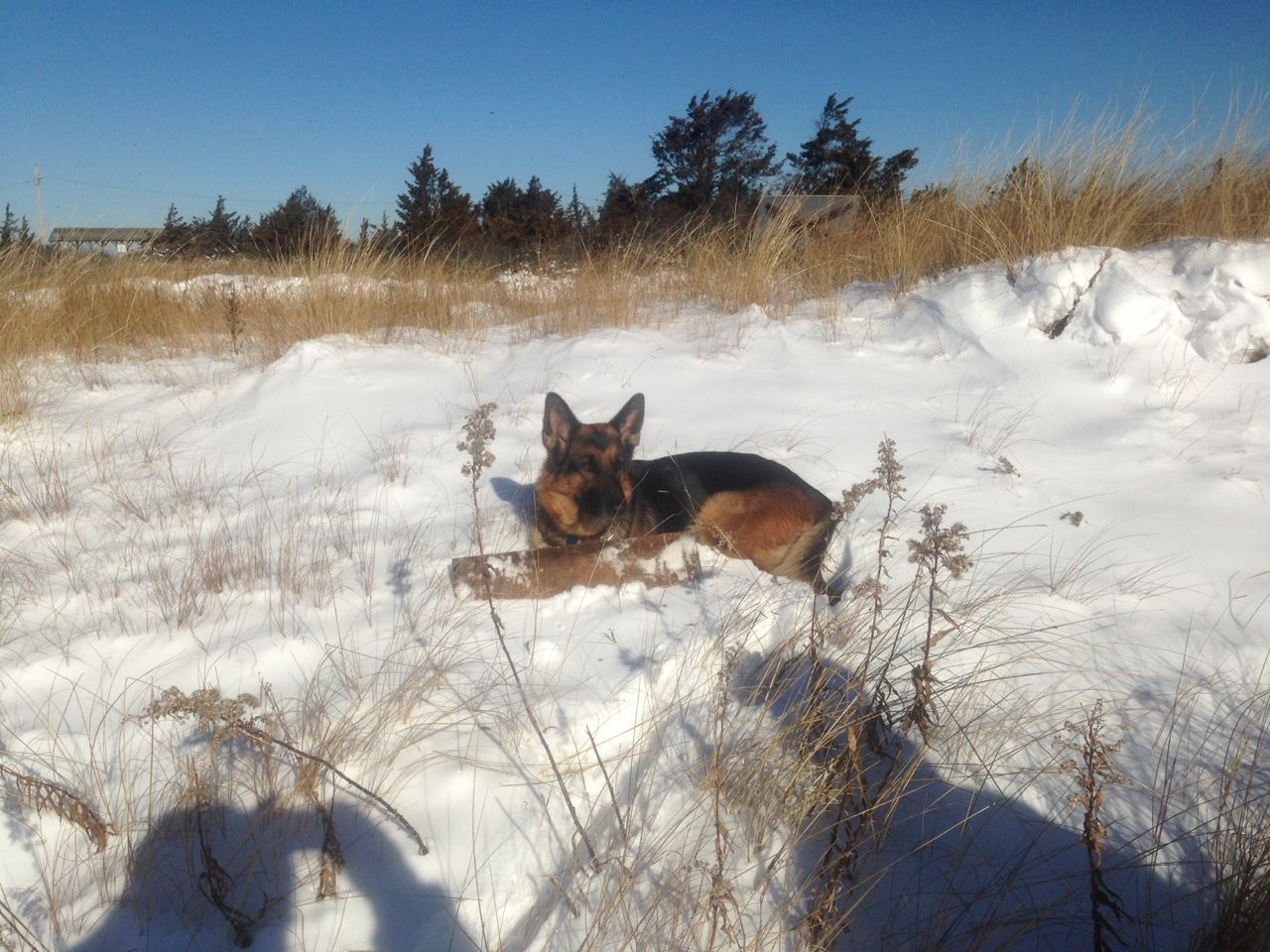 she found a frozen stick